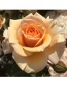 Rosa 'Sweet Honey' - Rosier