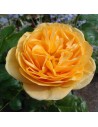 Rosa 'Absolutly Fabulous' - Rosier