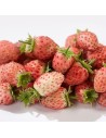 Fragaria x ananassa 'Bubbleberry' - Fraisier