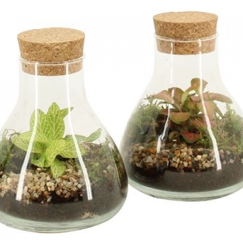 Terrarium arrangement