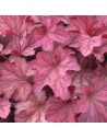 Heuchera hybride 'Summer Cranberry' - Heuchère