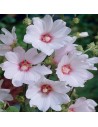 Lavatera thuringiaca 'Barnsley' - Lavatère