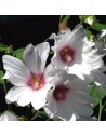 Lavatera hybride 'Blushing Bride' - Lavatère