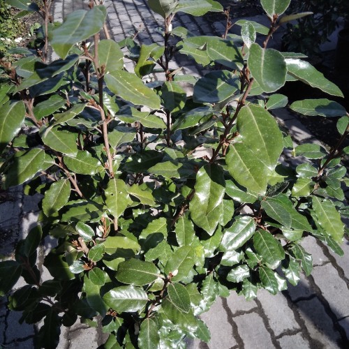 Eleagnus x ebbingei compacta