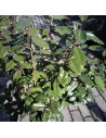 Elaeagnus  ebbingei 'Compacta' - Chalef