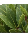 Laurus nobilis - Laurier sauce