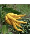 Citrus medica 'Gigitata' - Main de Bouddha