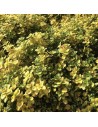 Thymus citriodorus 'Aureus' - Thym citron doré