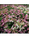 Spiraea japonica 'Shirobana Genpei' - Spirée Japonaise