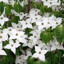 Cornus Milky Way