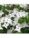 Cornus kousa 'Milky Way' -  Cornouiller blanc du Japon