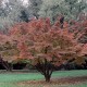 Cornus Milky Way