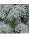Picea pungens 'Blue Diamond' - Sapin bleu