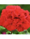 Pelargonium zonale - Géranium rouge