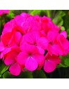 Pelargonium zonale - Géranium rose