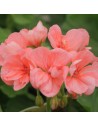 Pelargonium zonale - Géranium saumon