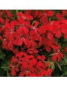 Pelargonium lierre - Géranium rouge