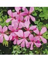 Pelargonium lierre - Géranium rose