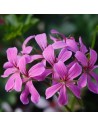 Pelargonium lierre - Géranium lilas