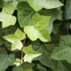 Hedera helix (Lierre)