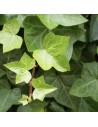 Hedera helix 'Hibernica' - Lierre commun tapissant