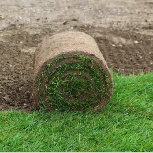 Gazon précultivé en rouleau