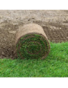 Gazon précultivé en rouleau