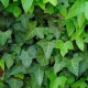 Hedera helix (Lierre)