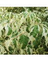 Acer negundo variegatum