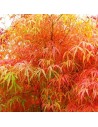 Acer palmatum 'Koto No Ito' - Erable du Japon
