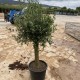 Olea Europaea (olivier)