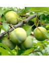 Prunus domestica 'Reine-Claude d'Oullins' - Prunier
