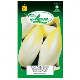 Chicorée endive Pigalle