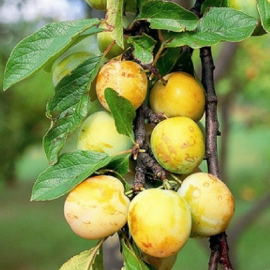 Prunus domestica 'Reine-Claude dorée' (prunier)