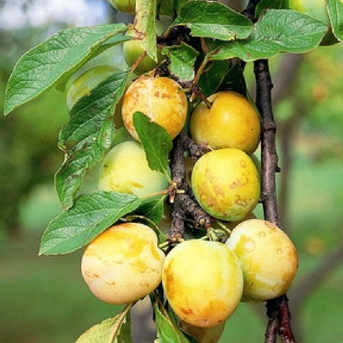 Prunus domestica 'Reine-Claude dorée' (prunier)