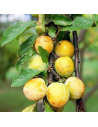 Prunus domestica 'Reine-Claude dorée' - Prunier