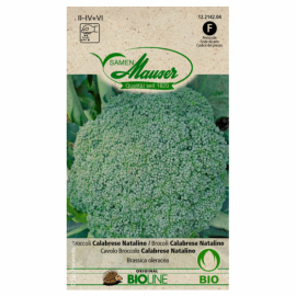 Brocoli Calabrese Natalino