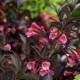 Weigela Florida Variegata