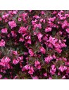 Weigela florida 'Alexandra' - Weigélia