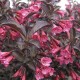 Weigela Florida Alexandra