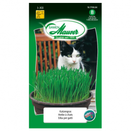 Herbe à chats