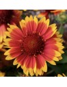 Gaillardia aristata spintop "yellow touch" - Gaillarde