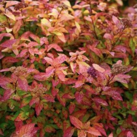 Spiraea japonica little flame