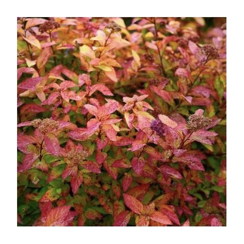 Spiraea 'Little Princess' - Spirée