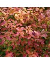 Spiraea japonica 'Little Flame' - Spirée du Japon