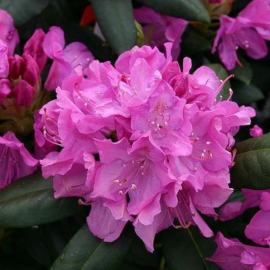 Rhododendron Violet