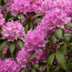 Rhododendron Roseum Elegans