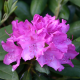 Rhododendron Roseum Elegans