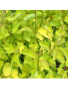 Cornus alba 'Aurea' - Cornouiller blanc