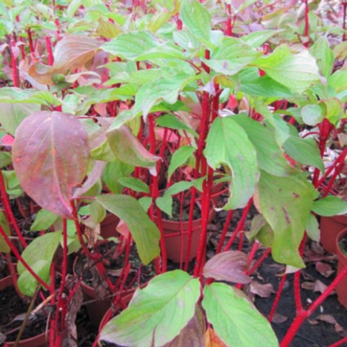 Cornus alba bâton rouge (cornouiller à bois rouge)